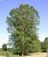 ALAMO NEGRO (Populus nigra L)