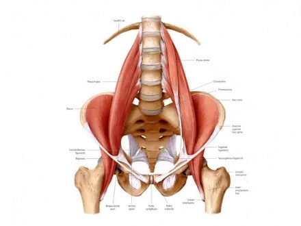 Manipulación osteopática: energía muscular y procedimientos para el  músculo psoas